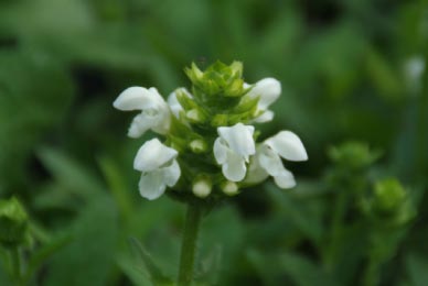 Prunella grandiflora 'Album'Grootbloemige brunel bestellen